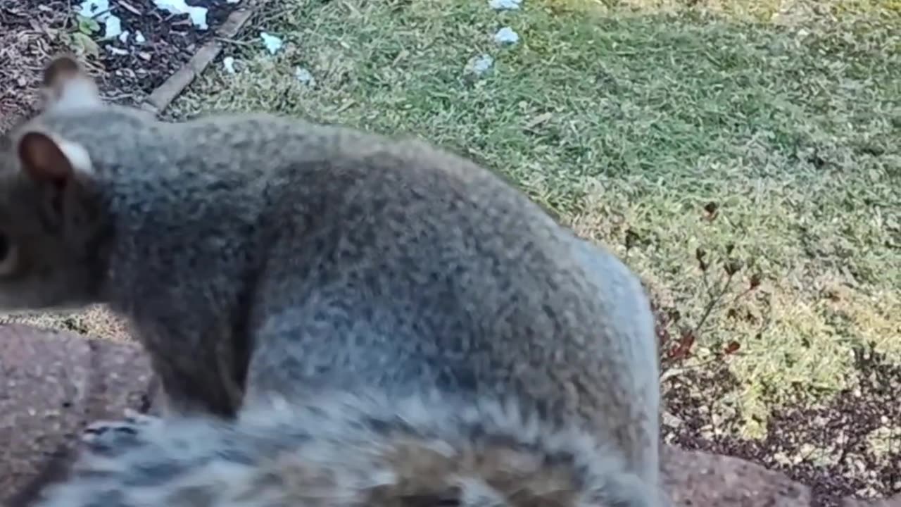 Mika The Squirrel is a lucky squirrel