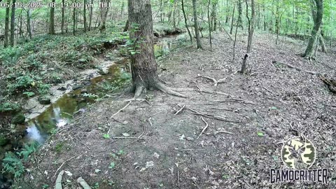CamoCritter Critter Cam Live Stream