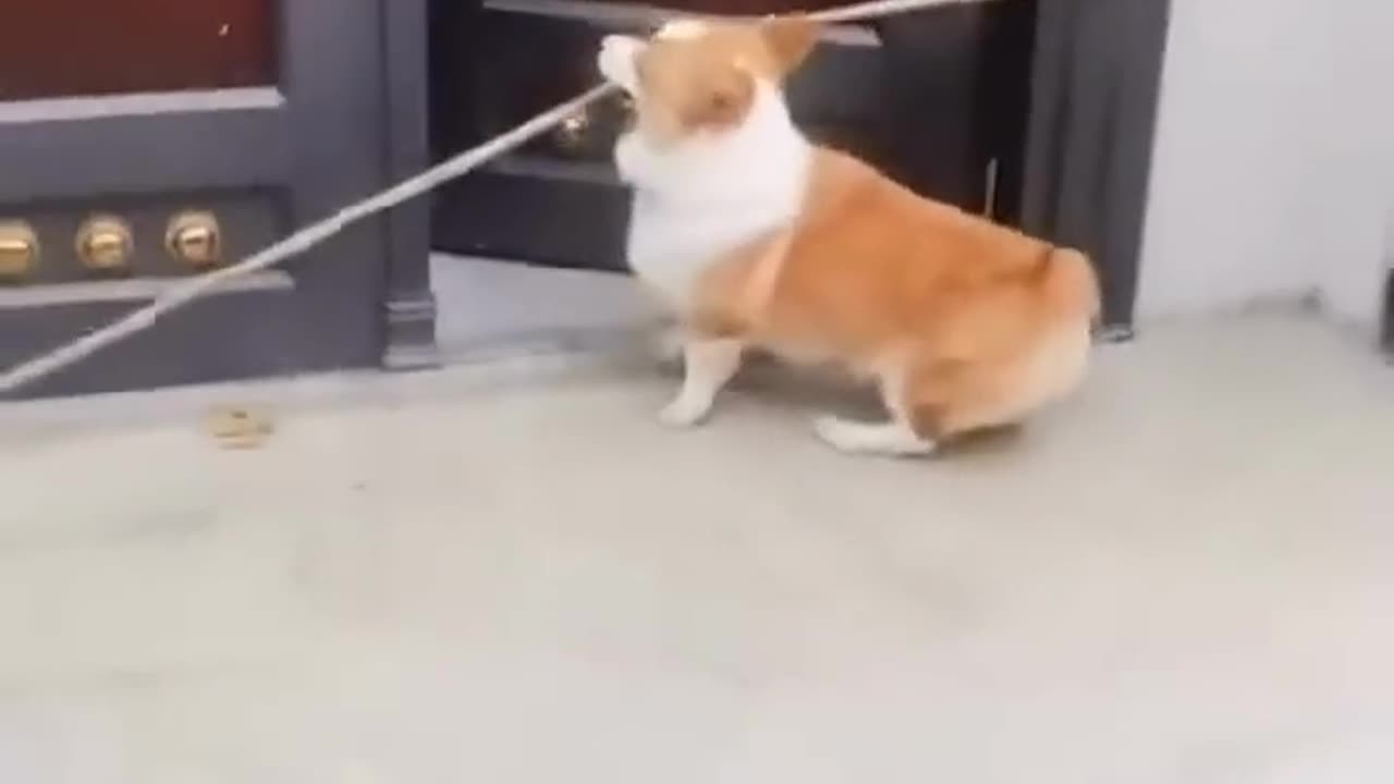 DOGS LOVE Playing With Sticks?! 🐶😜🦴