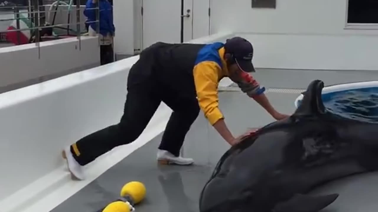 Interaction between dolphins and staff after the dolphin show