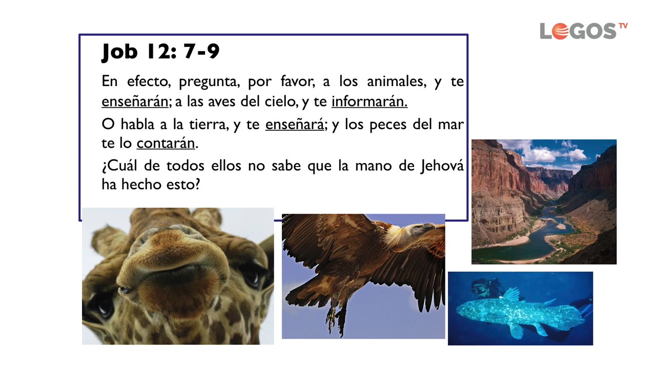 3. La evolución | Evidencias para creer
