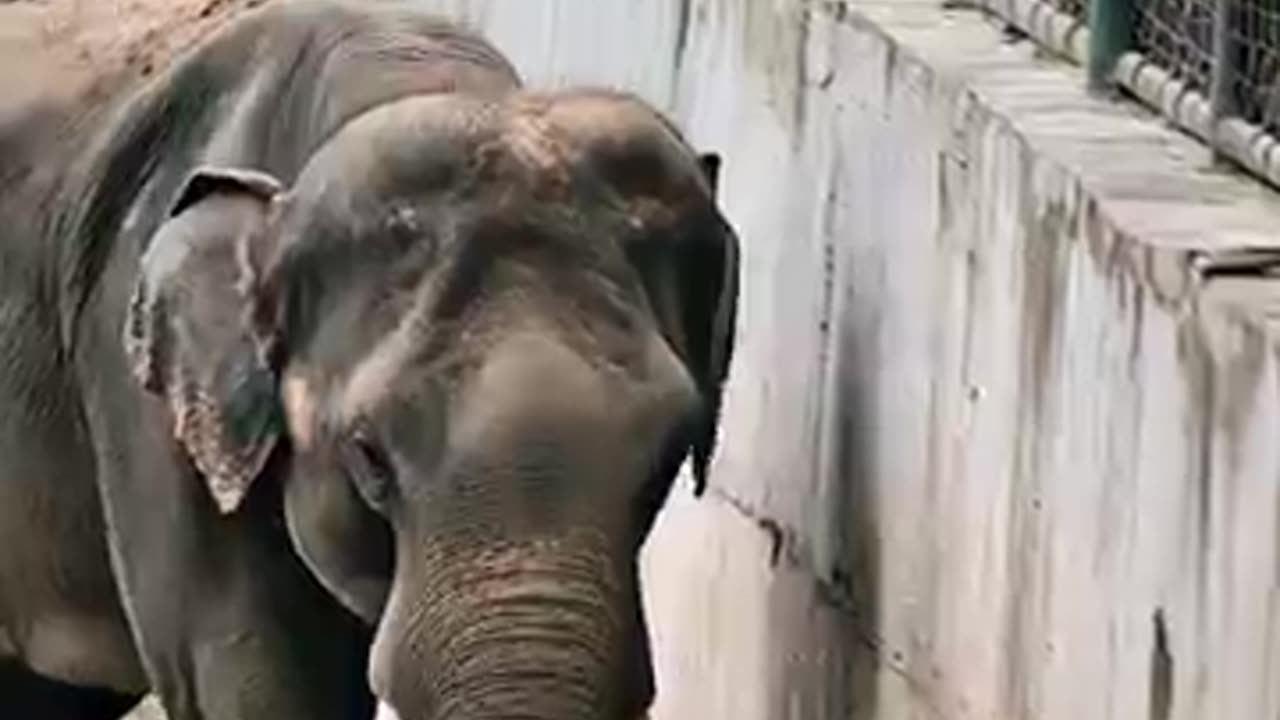 Hero Elephant Saved A Child - Amazing!