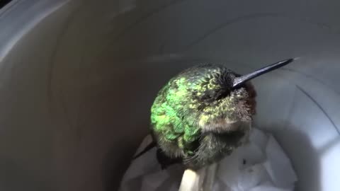 😂💤 A Hummingbird Snores While It Sleeps! | FunFM