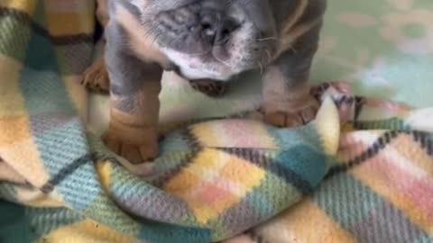 what kind of puppy is this? he's so cute.