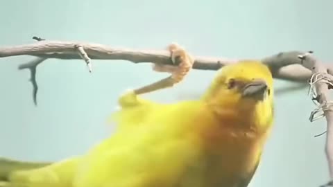 The little bird is building a beautiful nest.