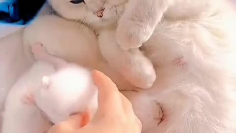 The white cat's fear for her kittens