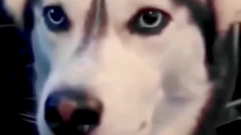 FUNNY ANIMAL COMPILATIONS - PART 25
