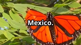 🦋🌍 The Incredible Monarch Migration – Tracked by Satellites & Citizen Scientists! 🛰️📍