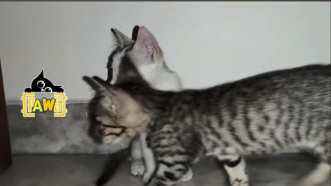 27th July Kitten Vlogs Patch Alt