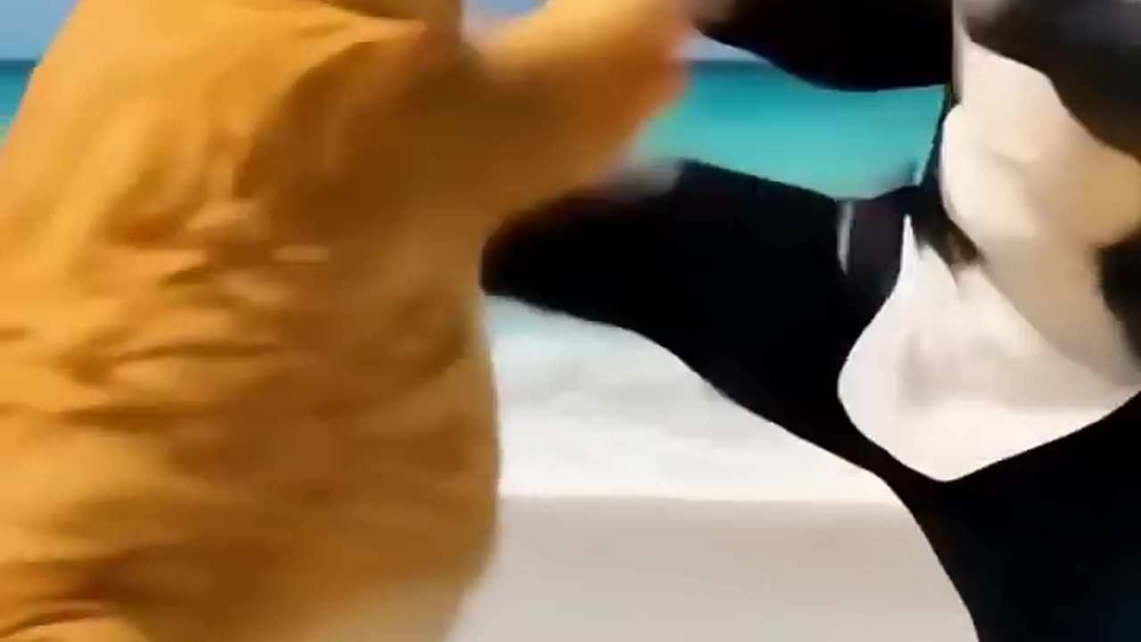Epic Battle: Fat Orange Cat vs Shark! 🐱🦈 Hilarious AI Animation #Shorts