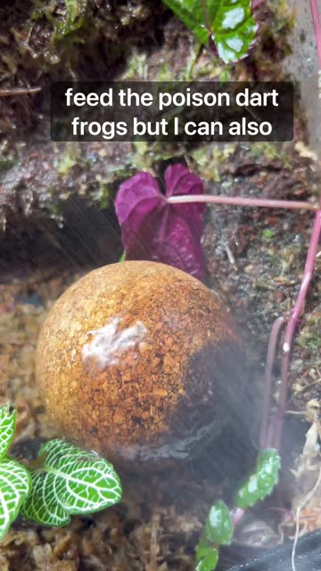 Springtail Cork Ball!!!