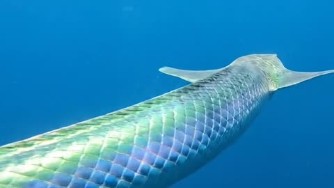 Electric eel1.