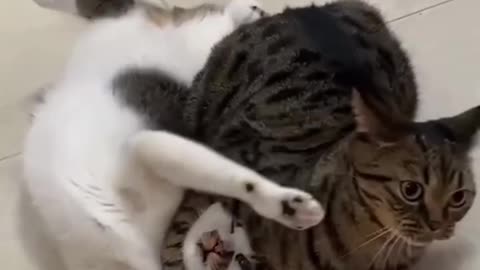 cats fight or peace? 😼😂