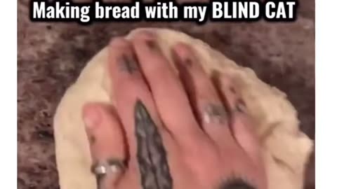😹🐱 The Bread Cat's EPIC Reaction Will Leave You Speechless | FunFM