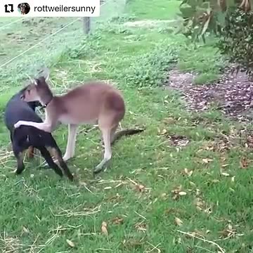 *Title:* Lions Aren't Kings of the Jungle 👑🦁 When Elephants 🐘 Are Around!