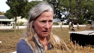 Flood-hit Australians overjoyed as calf returns mid-interview