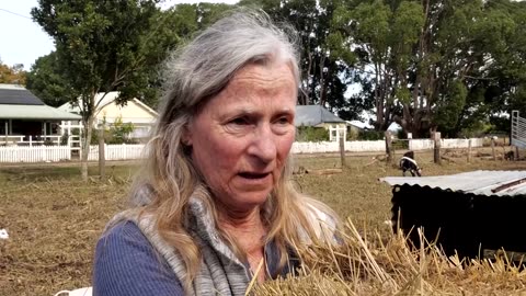 Flood-hit Australians overjoyed as calf returns mid-interview