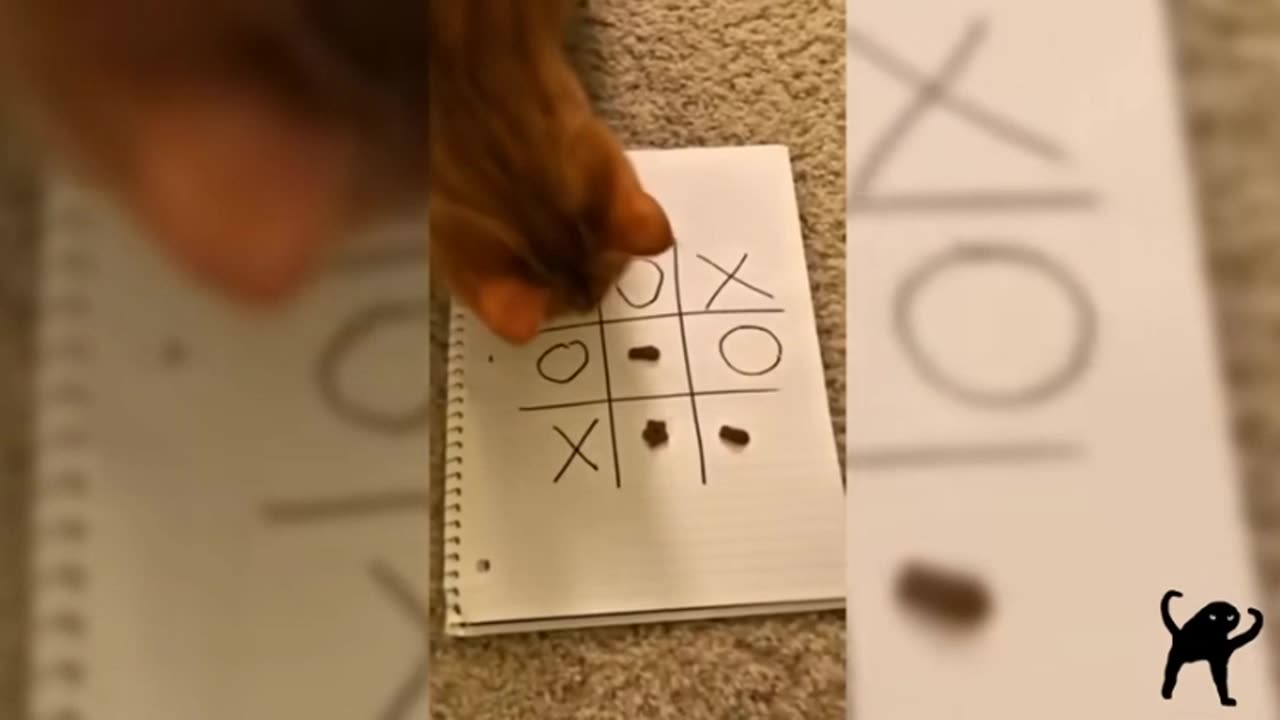š Itās CATSā World⦠and Weāre Just Livinā In It š¼š | Hilarious Cat Moments Compilation