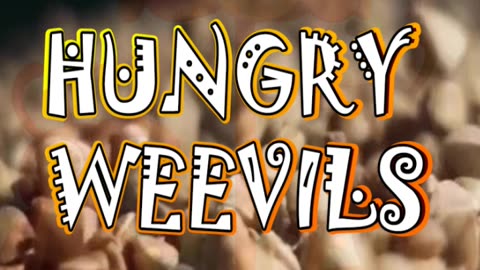 🐞🎢 Weevils on swings… and diving into buckwheat!