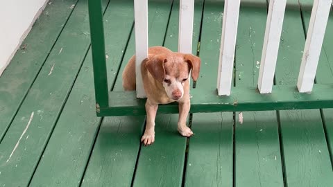 Dog Needs Help Getting Out Of Gate