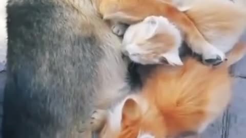 This mom dog adopted a litter of kittens and it's so cute