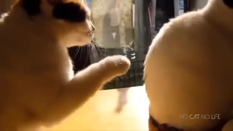 Funny Cats Compilation (Most Popular)