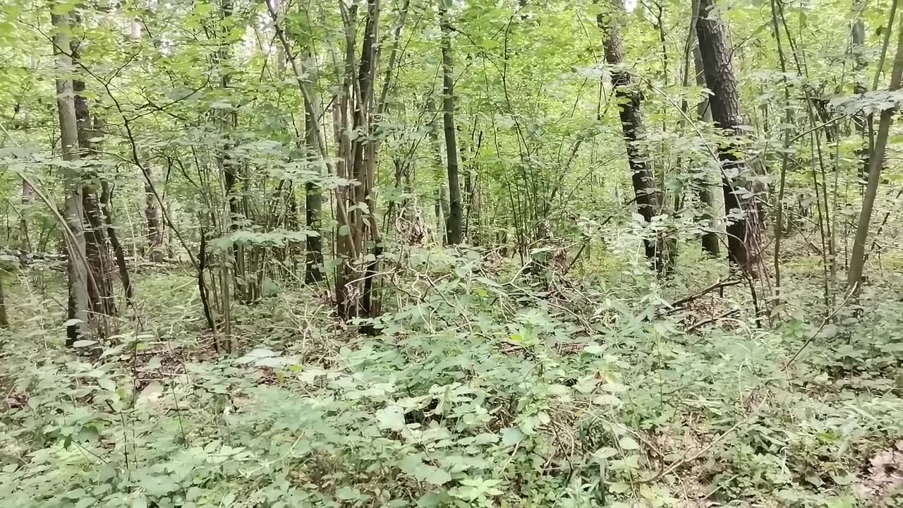 zero nudy ...
