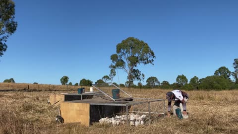 Daily Chicken Care at Golden Hill Farm || #ChickenFarming #RuralQueensland #FreeRangeChickens