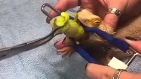 🧠✨ Vet Pulls Out Fake Caterpillar from Lizard! Surprising Find | FeedMyCuriosity