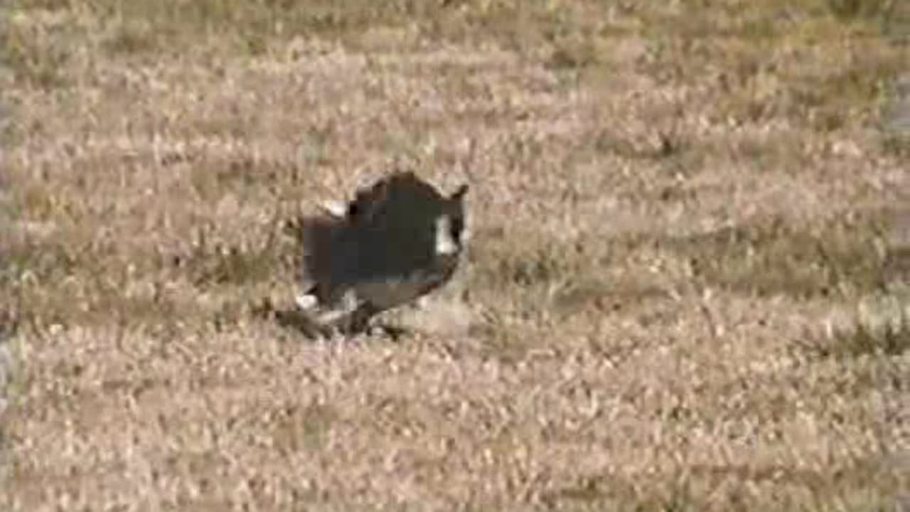 Commercial - Viceroy Cigarettes (Sheepdog field trials)