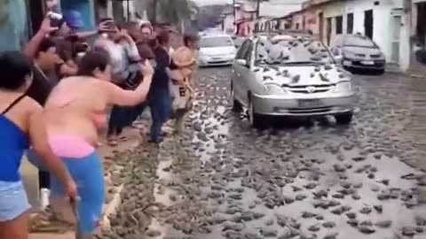 Raining Frogs in Brazil