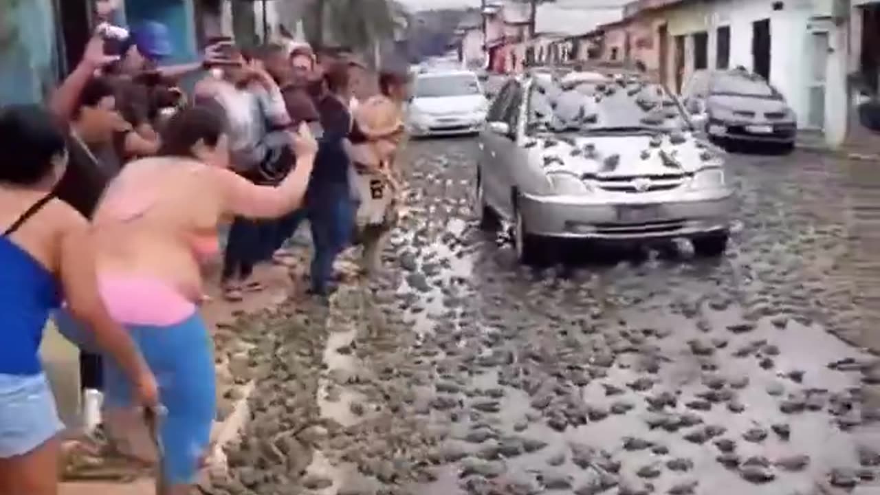 Raining Frogs in Brazil