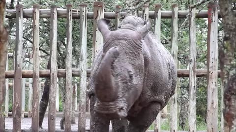 animals