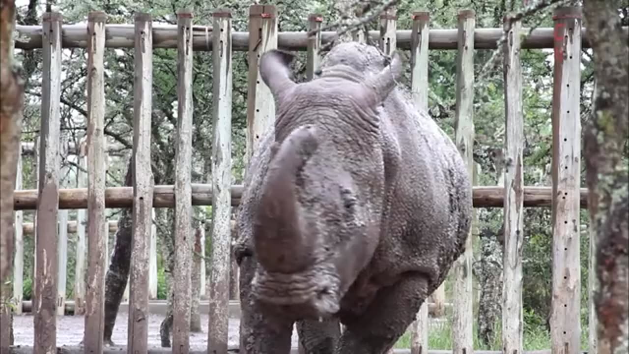 animals
