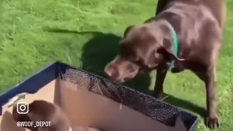 Dog_gets_puppy_as_a_gift_#adorabledog_#adorableanimals_#cutepupp