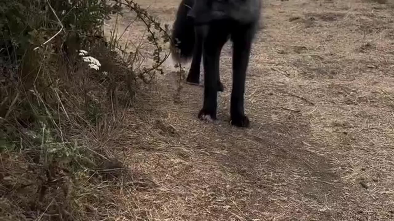 🧠✨ Rare Melanistic Red Fox Caught on Camera! Stunning Nature Moment | FeedMyCuriosity