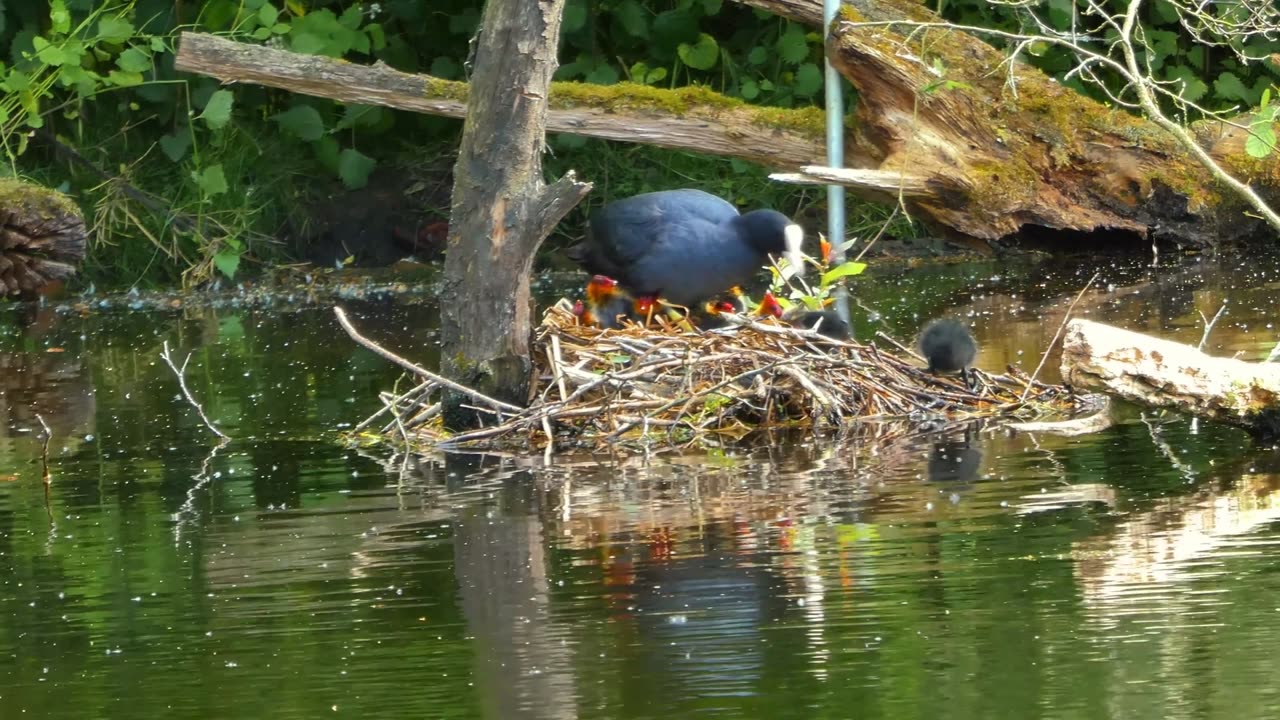 Coot and Chicks | Fulica atra