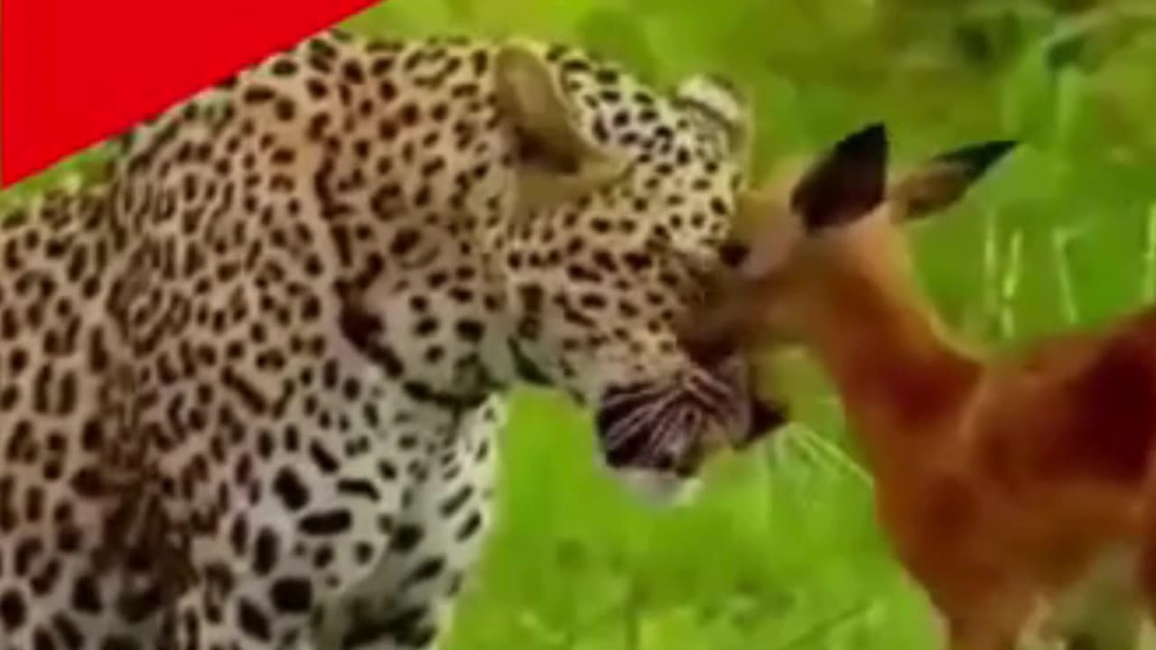 💋Most Unlikely Animals Together