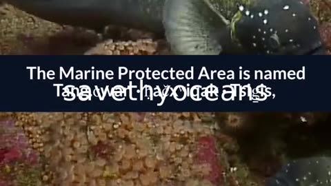 Celebrating Tang. É¢wan Â· á¸¤aÄxÊ·iqak Â· TsigÌ±i Canada's Newest Marine Protected Area