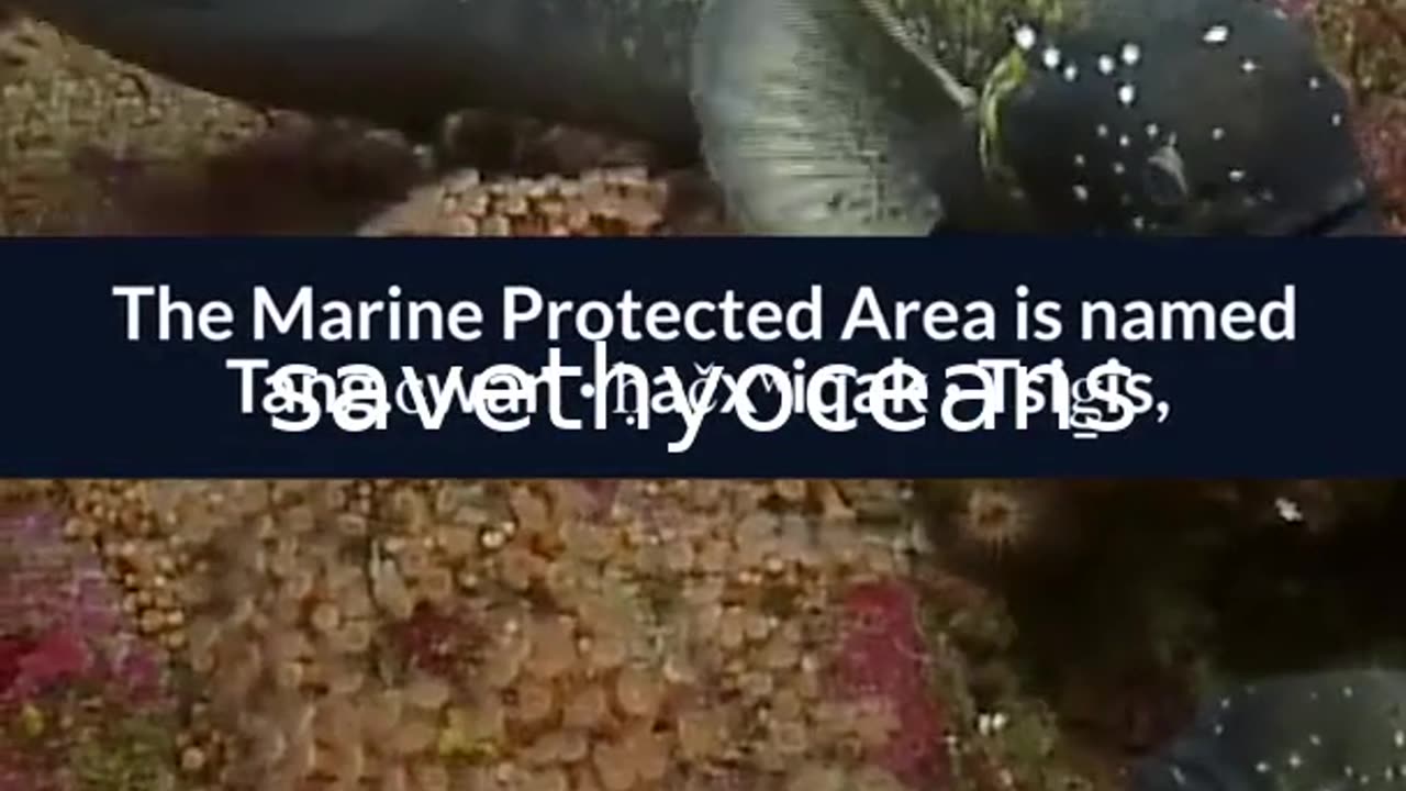 Celebrating Tang. É¢wan Â· á¸¤aÄxÊ·iqak Â· TsigÌ±i Canada's Newest Marine Protected Area