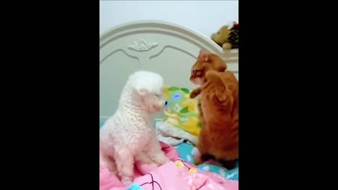 MEMES FUNNY VIDEO COMPILATION (2025)🤡 🎭