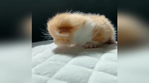 Animals Being Hilariously Dramatic – You Won’t Believe #8