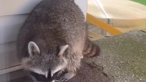🚨🐕 Theft! Watch This Sneaky Animal! | FunFM