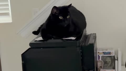 Cute Precious Piper Keeps the Printer Dust Free - My Adopted Shelter Cat Vlog