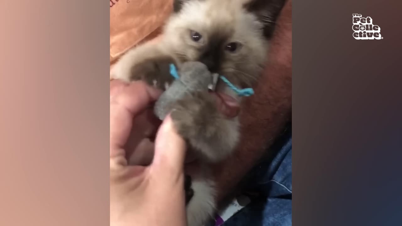 Funny Animals Show