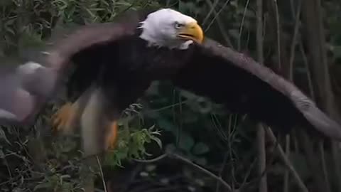 Bald Eagle