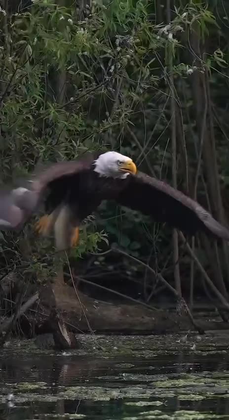 Bald Eagle