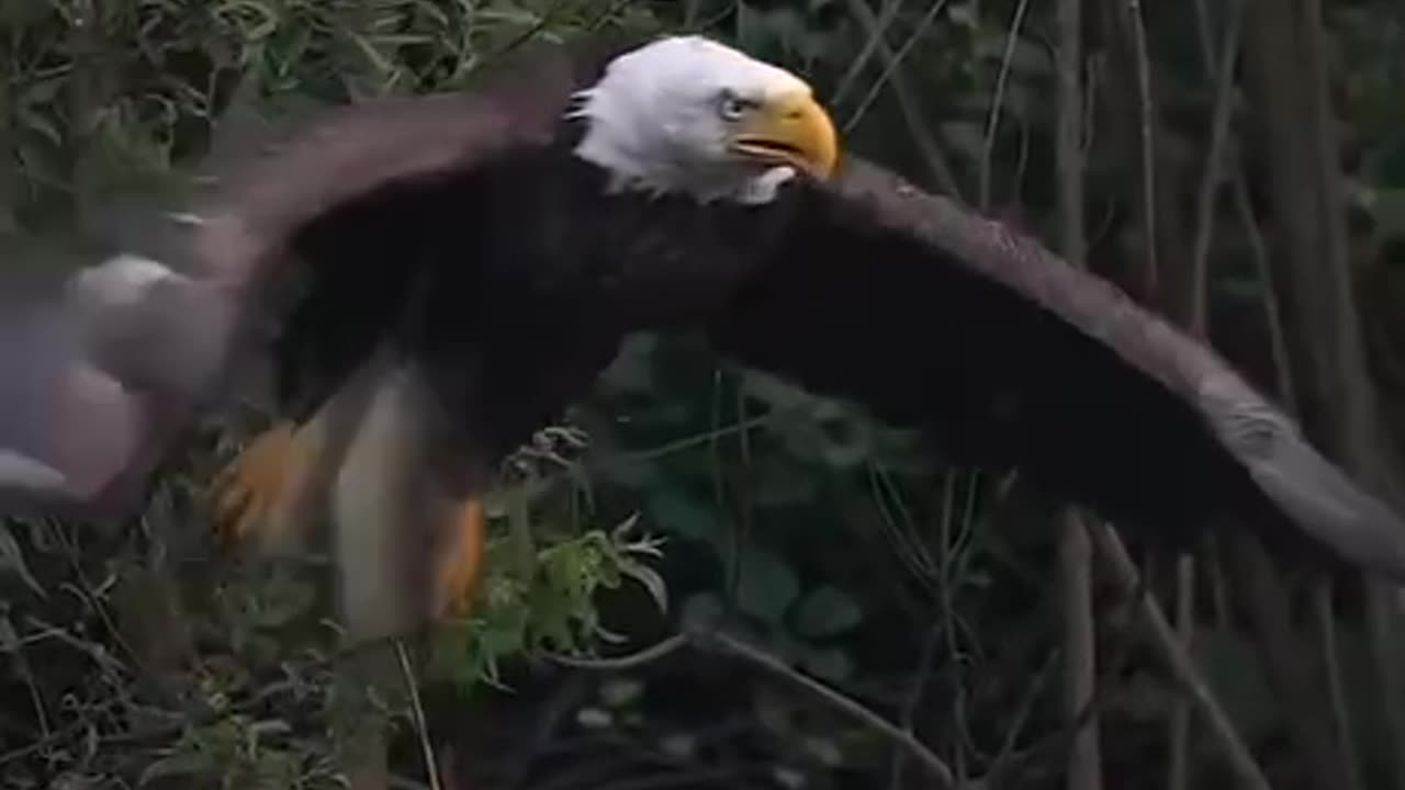 Bald Eagle