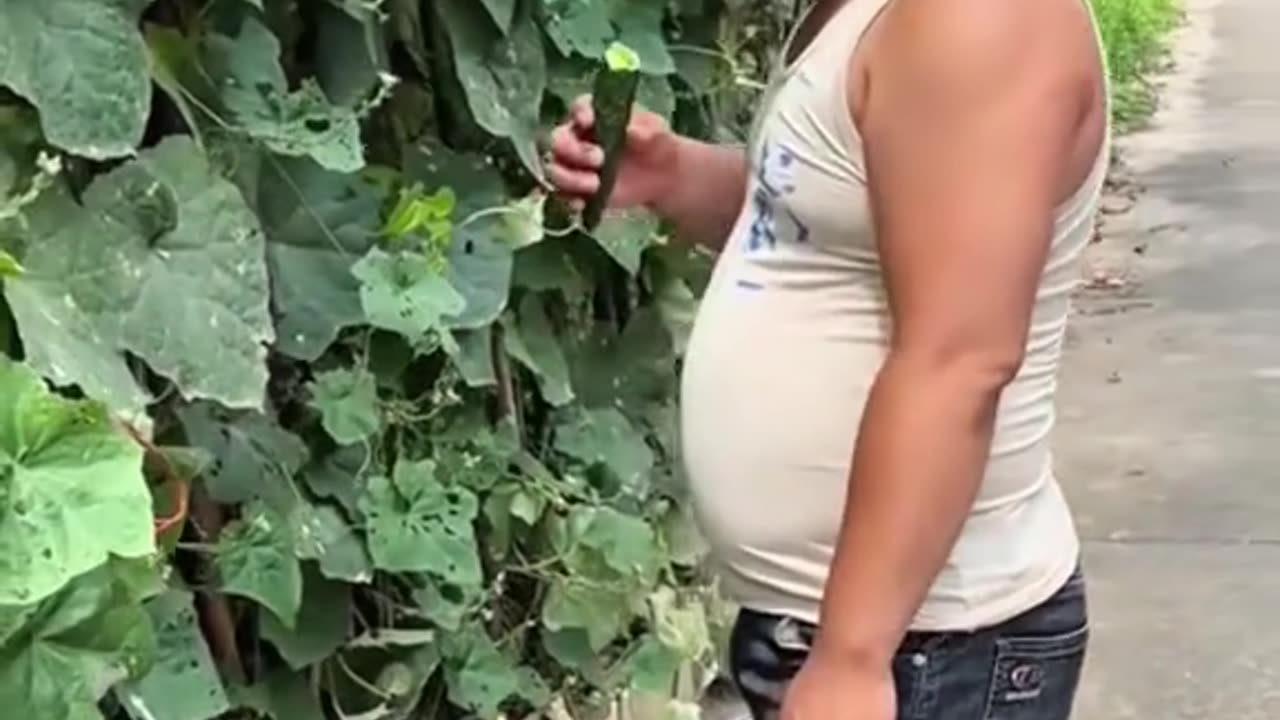 funny videos