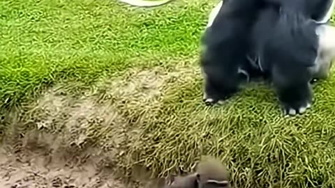 Baby Gorilla Slips Father Gorilla Laughs
